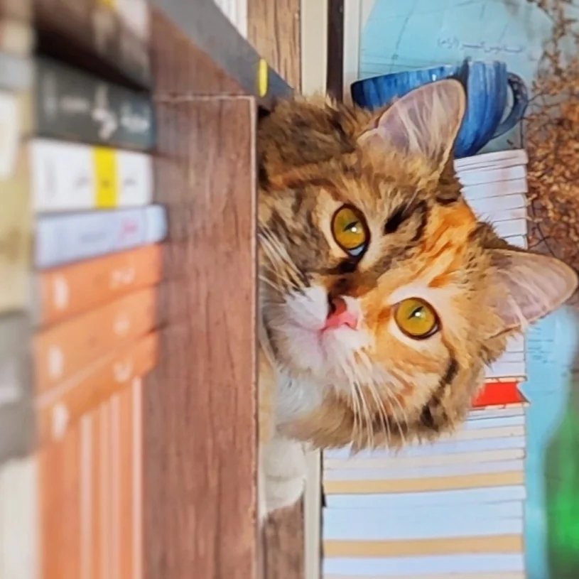 لوگوی میوکتاب 😺 کتابفروشی/تخفیف/قیمت قدیم/رمان/تاریخ/فلسفه